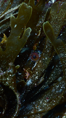 Heteroclinus roseus