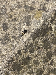 Harmonia axyridis