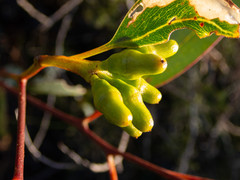 Eucalyptus thamnoides