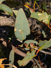 Eucalyptus thamnoides