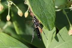Coelichneumon azotus