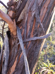 Eucalyptus thamnoides