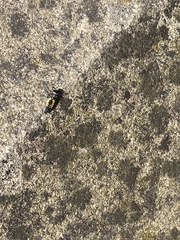 Harmonia axyridis