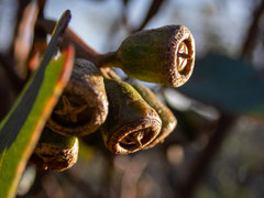 Eucalyptus thamnoides