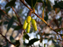 Eucalyptus thamnoides