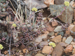 Crassula subaphylla subaphylla