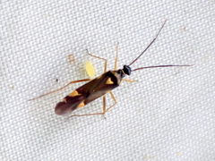 Cyllecoris histrionius