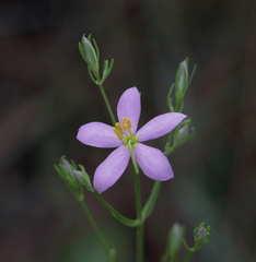 Sabatia brachiata