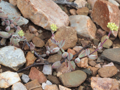 Crassula subaphylla subaphylla