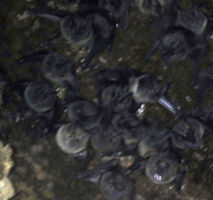 Phyllostomus hastatus