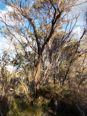 Eucalyptus thamnoides