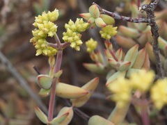 Crassula subaphylla subaphylla