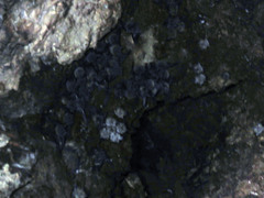 Phyllostomus hastatus