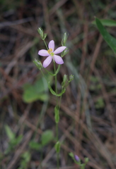 Sabatia brachiata