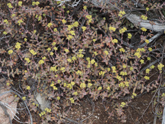 Crassula subaphylla subaphylla