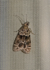 Eudonia delunella
