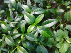 Vinca minor