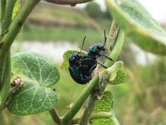 Chrysochus chinensis