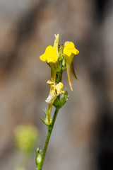 Linaria saxatilis