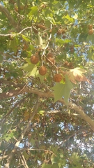 Platanaceae