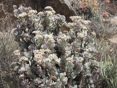 Crassula arborescens arborescens