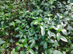 Vinca minor