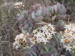 Crassula arborescens arborescens