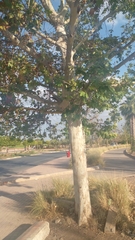 Platanaceae