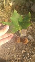 Platanaceae