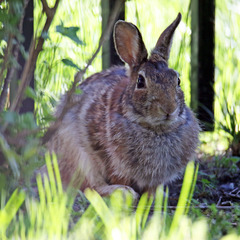 Sylvilagus floridanus