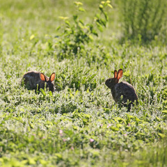 Sylvilagus floridanus