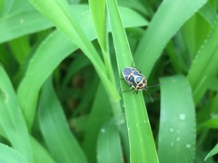 Eurydema