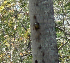 Colaptes rubiginosus