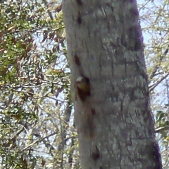 Colaptes rubiginosus