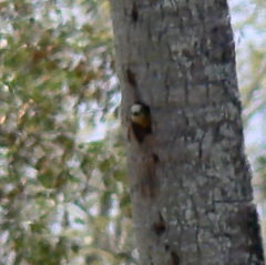Colaptes rubiginosus