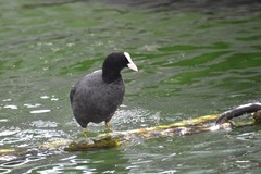 Fulica atra