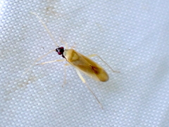 Phylus melanocephalus