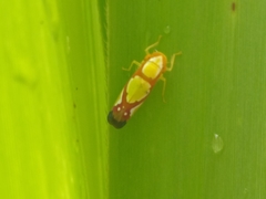 Erythrogonia vaccoma