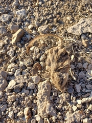 Dipodomys ordii