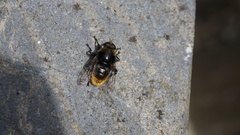 Syrphidae