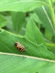 Eurydema