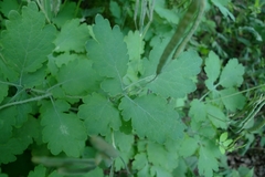 Chelidonium majus