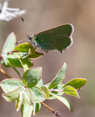 Callophrys affinis