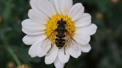 Syrphidae