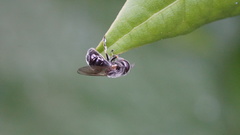 Syrphidae