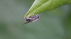 Syrphidae