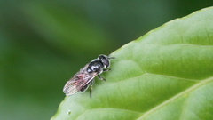 Syrphidae