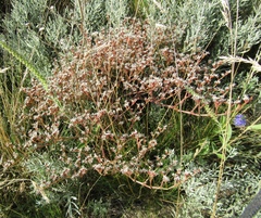 Goniolimon besserianum