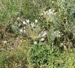 Allium inaequale