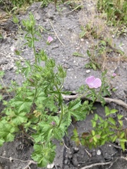 Malva setigera